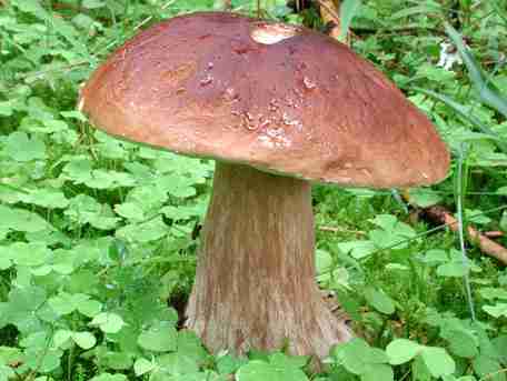  Image name: 77 Porcino.jpg 
 width: 456 pixel 
 height: 343 pixel 
 Size: 15510 bytes 
 Click to enlarge 